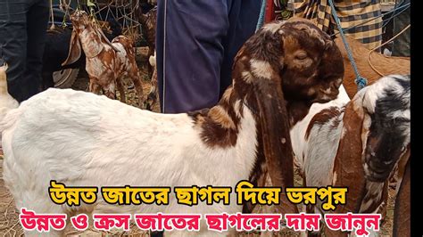 উন্নত জাতের ছাগল দিয়ে ভরপুর। উন্নত ও ক্রস জাতের ছাগলের দাম জানুন।goatfarminggoat Youtube