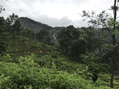 tea plantations in sri lanka 14257773 Stock Photo at Vecteezy