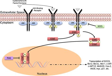 Schematic Of JAK STAT Signaling Cascade Receptor Tyrosine Kinases