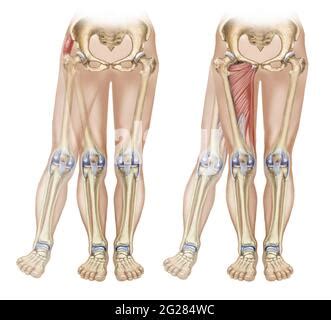 Human pelvic muscles, illustration Stock Photo - Alamy