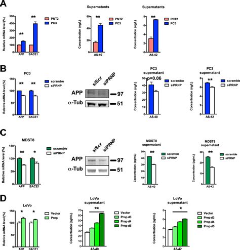 Prpc Controls Aβ Levels In Prostate And Colon Cancer Cells A Qrt Pcr