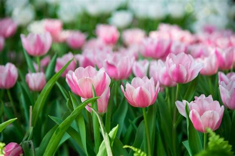 Premium Photo | Close up of tulip flowers in the garden