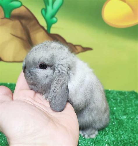 Mini Lop Seal Point Baranek Miniaturka Kr Lik Karze Ek Syjamski Teddy