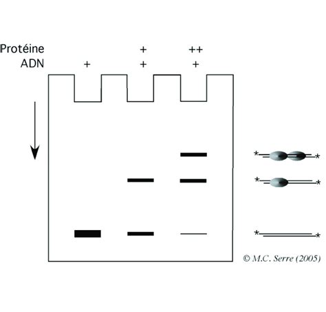 Principe Du Retard Sur Gel L Emsa Electrophoretic Mobility Shift