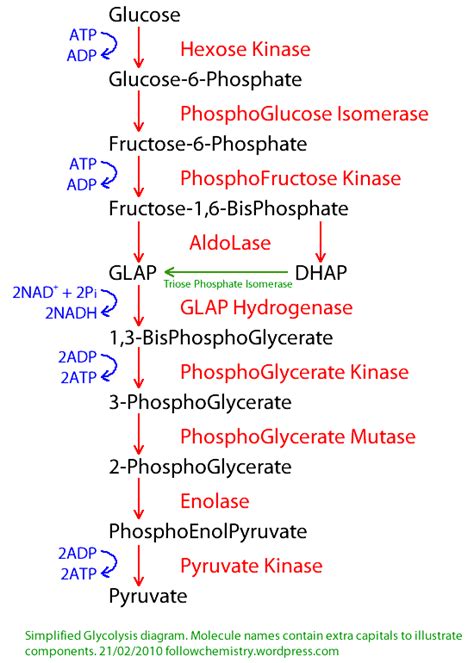 Glycolysis Biochem And Science Notes Biochemistry Notes Biology Notes Biology