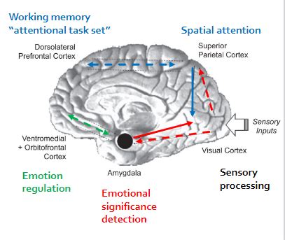 Lecture 3 Emotional Attention Flashcards Quizlet