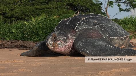 Ponte De Tortues Luths Sur La Plage Des Hattes En Guyane CNRS Images