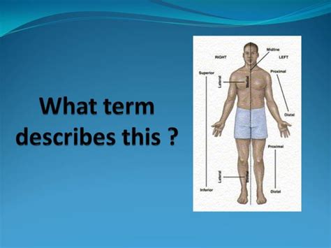 Anatomy Regional And Directional Terms Flashcards Quizlet