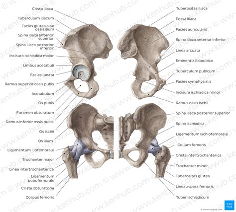 Os Ilium Darmbein Anatomie Gelenke Klinik Kenhub