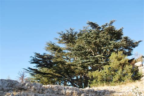 News in Photos: The Evergreen Lebanon’s Forests | Society for the Protection of Nature in Lebanon