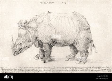 Albrecht Dürer Rhinoceros Stock Photo Alamy