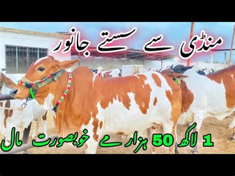 Sirf Lakh Hazar Demand Mandi Se Sasta Qurbani Ka Janwer Cow