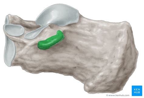 Calcaneus Anatomy Diagram Quizlet