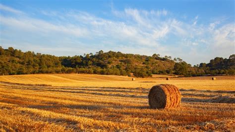 Premium Photo Round Straw Bales In Harvested Fields And Blue Sky