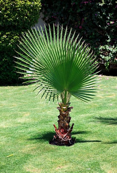 50 California Fan Palm Tree Seeds Washingtonia Filifera Etsy UK