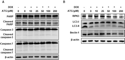 Effects Of Atg Dox Co Treatment On The Activations Of Caspase And