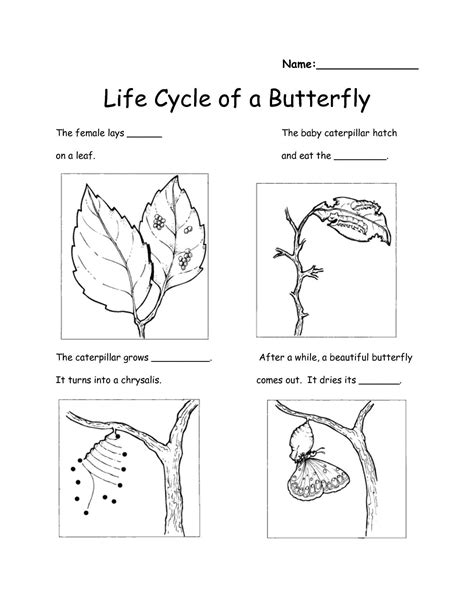 Free Science Worksheets 2nd Grade Life Cycle