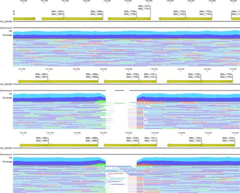 Genomic Instability Of Tnsmu2 Contributes To Streptococcus Mutans