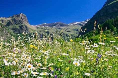 Premium Photo Flowers Of The French Alps