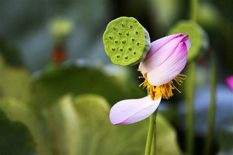 Kostenlose foto Natur blühen Fotografie Wiese Blatt Blume