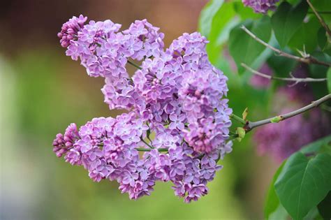 How To Grow And Care For Lilac Bushes