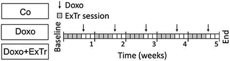 Frontiers Exercise Training Preserves Myocardial Strain And Improves