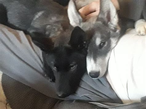 Comfy Adorable Dogs