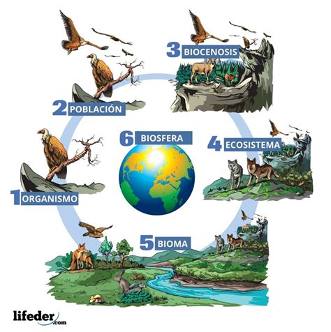 Biocenosis concepto características tipos ejemplos