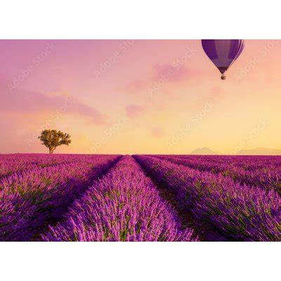 Tapety WEBLUX 226739623 Fototapeta vliesová Lavender field rows at