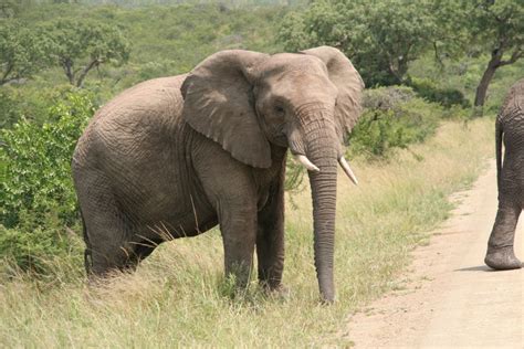 Vanuit Durban Safaritocht Van Een Halve Dag Getyourguide