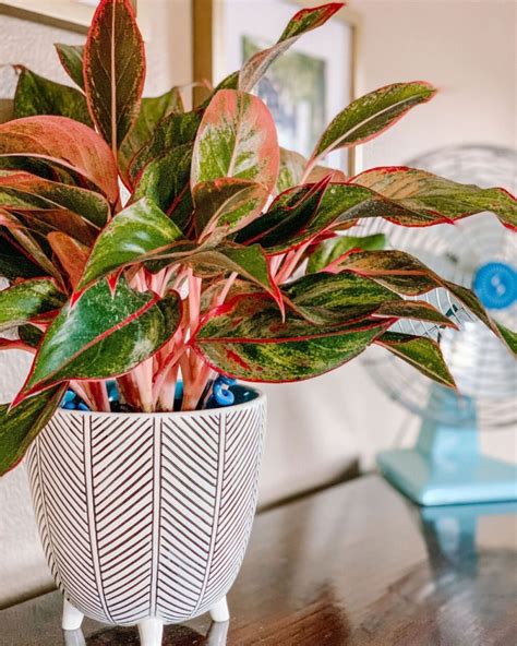 Grandes plantes dintérieur qui poussent sans lumière de soleil