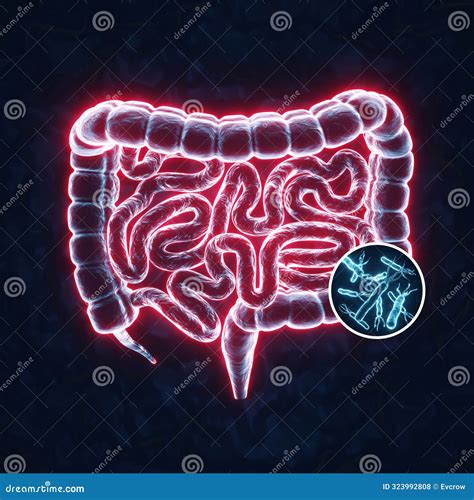 Human Digestive System And Gastrointestinal Tract And E Coli Bacteria