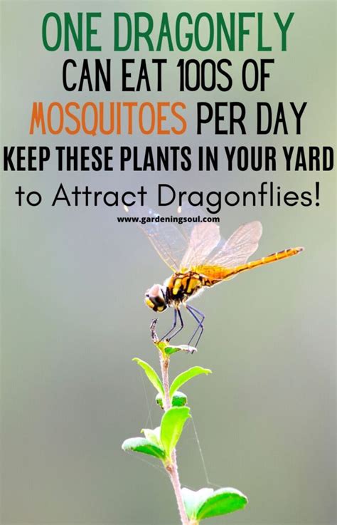 One Dragonfly Can Eat S Of Mosquitoes Per Day Gardening Soul