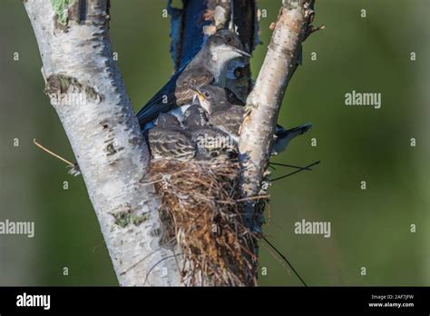 Baby Kingbirds Hi Res Stock Photography And Images Alamy