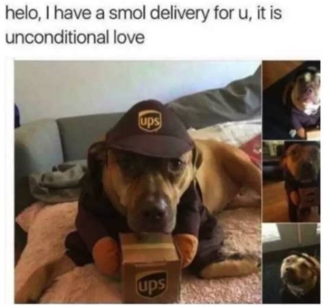 Woof Dog Memes 36 Pics