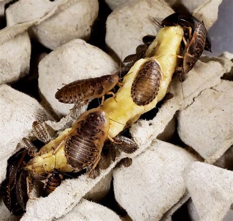 Do The Dubia How To Set Up A Dubia Roach Colony Dubia Roaches