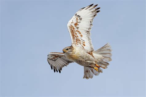 Ferruginous Takes To The Air Photograph By Tony Hake Fine Art America