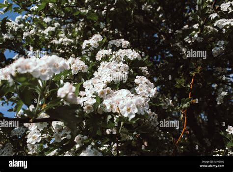 spring nature background white flowers of hawthorn Stock Photo - Alamy