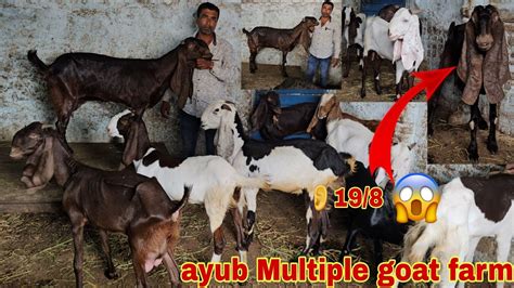 Ayub Multiple Goat Farm Hyderabadi Goat S A Quality Female In Hyderabad