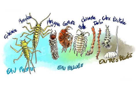 Qualité des rivières indices biologiques et bio indicateurs Fous de Toc