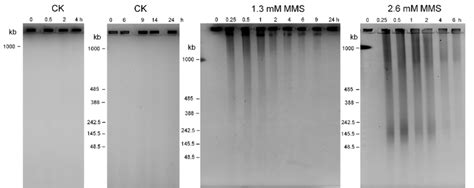 Pulsed Field Gel Electrophoresis Pfge Analysis Of Total Dna From