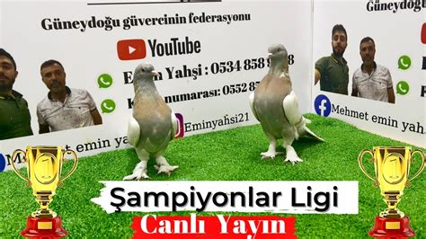 Canlı Güvercin Oyun Kuşu Mezatı Emin Yahşi Canlı Mezat canlı