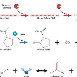 Polymer degradation mechanisms. A Enzymatic degradation depiction with... | Download Scientific ...