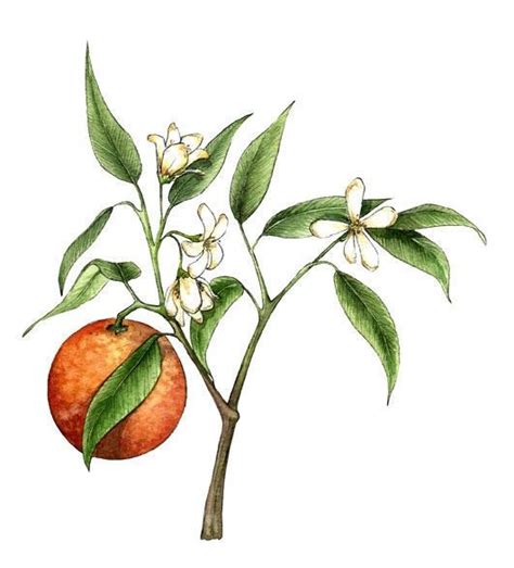 Orange Blossom Drawing Tatuagem Flor