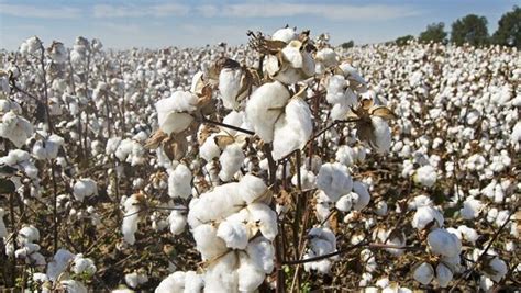 Revitalizing Indias Cotton Saga A Blueprint For Growth Mint