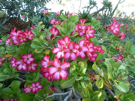 アデニウムオベサム Adenium obesum 花言葉毒性よくある質問 PictureThis