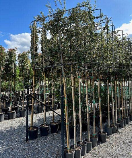 Quercus Ilex Leiboom Cm Stamomtrek Afmetingen Rek Bxh