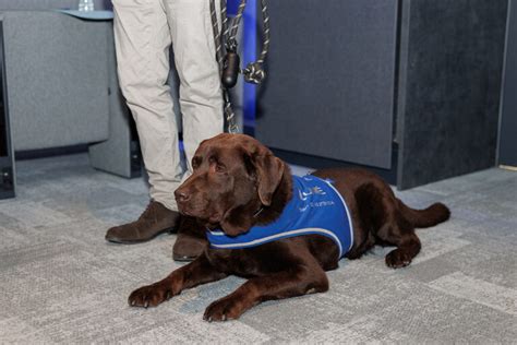 La I Jornada Sobre Discapacidad Y Perros De Asistencia Destaca El Poder