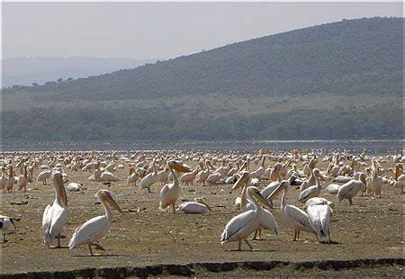 Nakuru Les P Licans A Discute Aussi P Licans Oiseaux Oiseaux