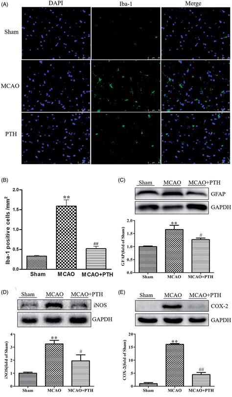 Effects Of Pth On The Number Of Iba Positive Cells And The Protein